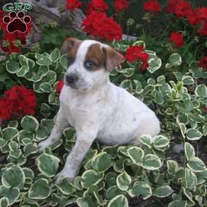 Tim, Australian Shepherd Mix Puppy
